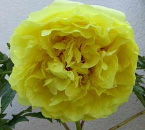 䉖ciVNNcj@CG[NE@7cynCubhVNNz