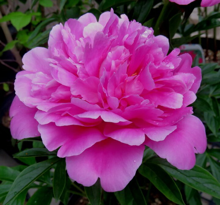 楽天市場 芍薬 シャクヤク リチャード 6号苗 千草園芸