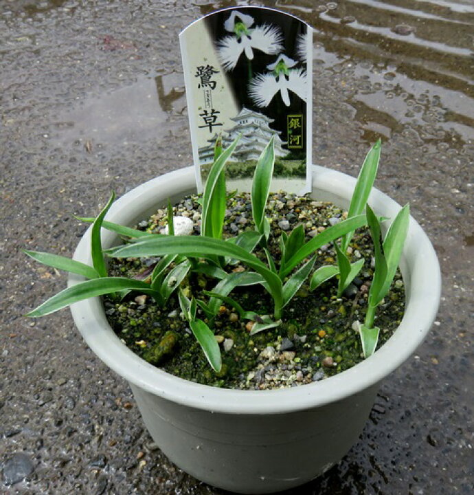 楽天市場 サギソウ 銀河 4号苗 A6 千草園芸