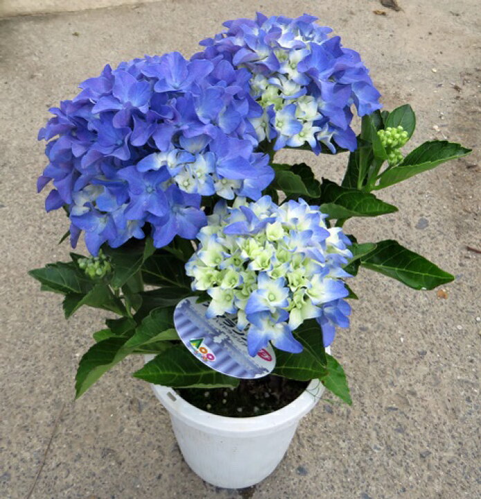 楽天市場 花終わり アジサイ 紫陽花 あじさい アマランスプチ 4号苗 B18 19年入荷株 千草園芸