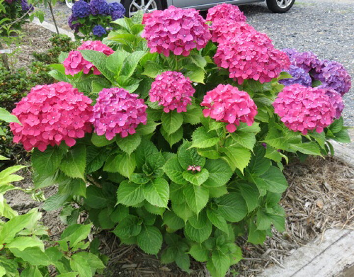 楽天市場 現品 アジサイ 紫陽花 あじさい パリ 根巻き大株h70cm 19年自然開花株 千草園芸