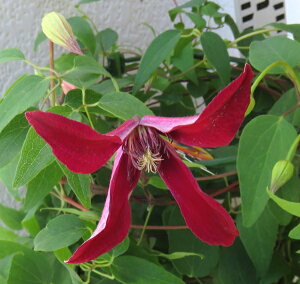 lG炫N}`X@OreBr[eB[@ 5Ac(c03)