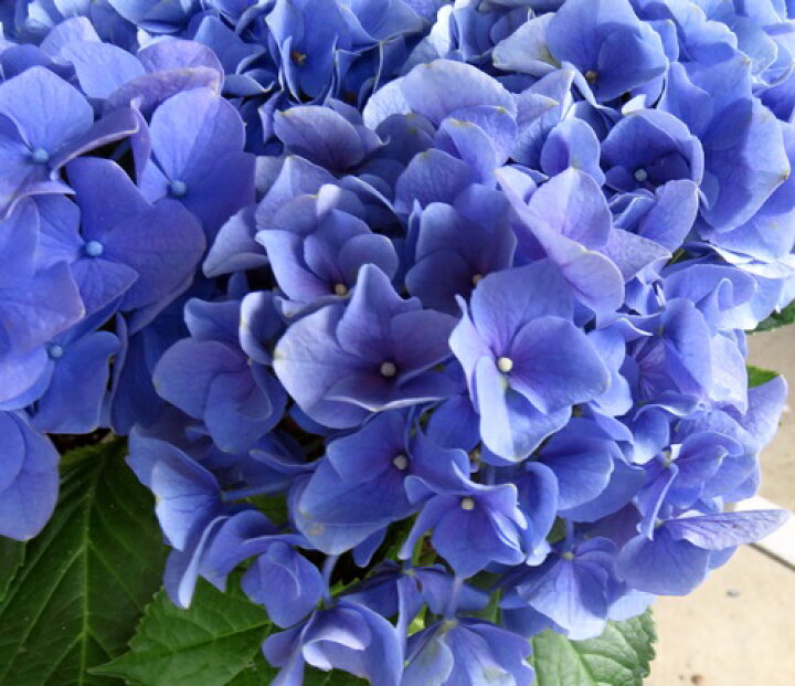 楽天市場 屋外管理苗 花芽なし アジサイ 紫陽花 あじさい Hba 薄い紫 4号 B18 千草園芸