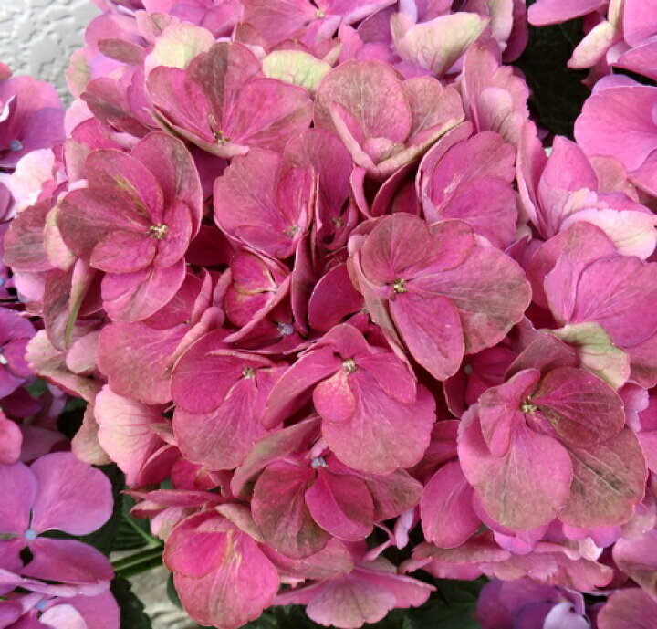 楽天市場 屋外管理苗 花終わり アジサイ 紫陽花 あじさい Adc 赤玉クラシック 7号苗 E04 千草園芸