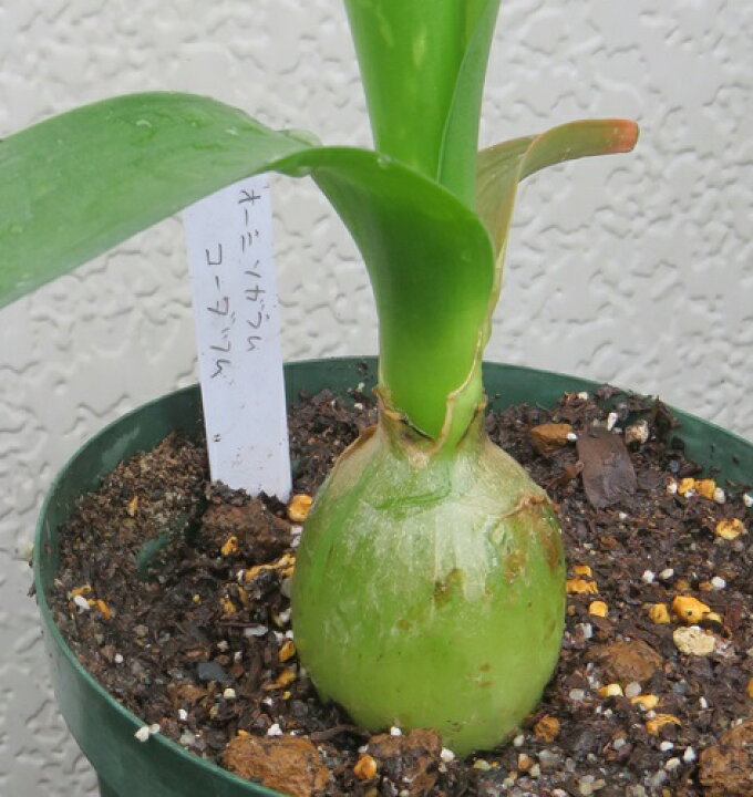 楽天市場 オーニソガラム コーダツム ポット苗 H05 千草園芸