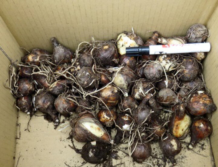 楽天市場 リコリス ラジアータ ヒガンバナ 彼岸花 50球 千草園芸