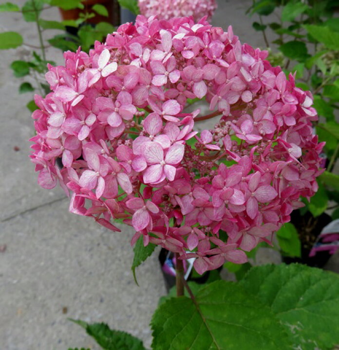 楽天市場】【屋外管理苗】アジサイ（紫陽花・あじさい） ピンクの 