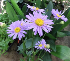 チョウセンヨメナ苗　4号苗(J07)