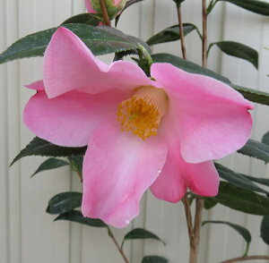 椿(ツバキ) チュ−リップタイム 4号苗木(g07-1)