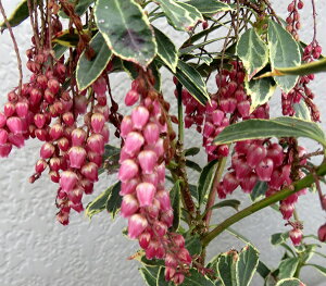 n؁itCAZrjpbVtXg@3.5c(J02)