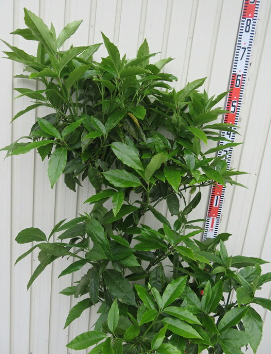 楽天市場】現品 青木(アオキ) 青葉 1.5m : 千草園芸