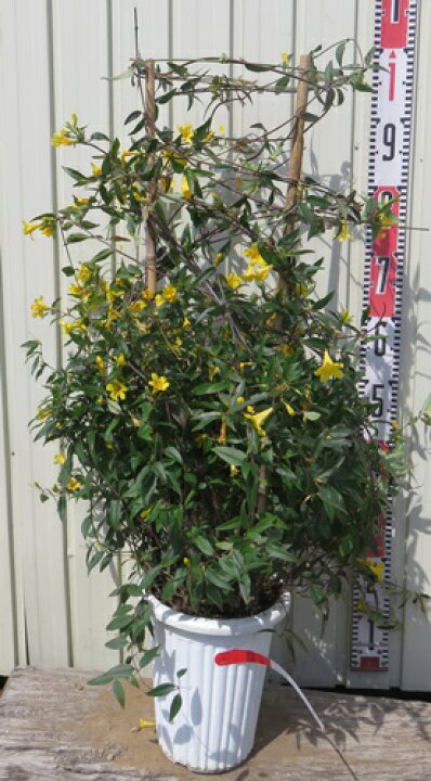 楽天市場 現品発送 カロライナジャスミン 行灯仕立て7号大苗 01 千草園芸