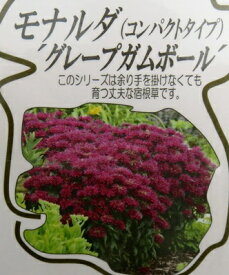 楽天市場 モナルダ ベルガモの通販