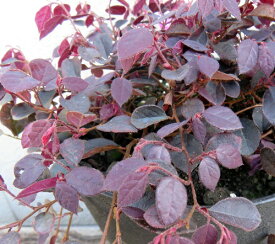 トキワマンサク　ルビーランナー　5号苗