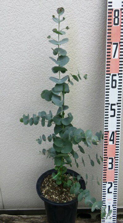 楽天市場 銀丸葉ユーカリ シルバードロップ 6号 I6 千草園芸 楽天市場 銀丸葉ユーカリ シルバードロップ 6号 I6 千草園芸