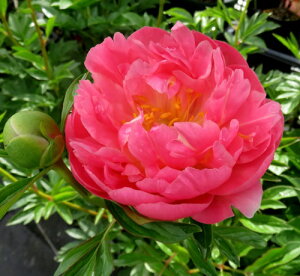 苗 芍薬の人気商品 通販 価格比較 価格 Com