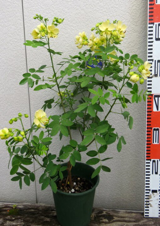 楽天市場 アンデスの乙女 白花 薄い黄色 6号鉢植え苗 I9 千草園芸