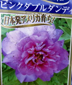 楽天市場 芍薬 花 ガーデン Diy の通販 楽天市場 芍薬 花 ガーデン Diy の通販