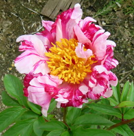 【花なし】アメリカ芍薬苗（アメリカシャクヤク苗）　絞り咲き　サーカスサーカス　4.5号苗(d7)