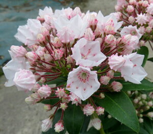 苗 苗 カルミアの人気商品 通販 価格比較 価格 Com