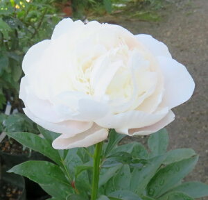 VNN(䉖)@̏(^Lm\IC)@7c