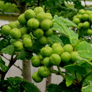 qR iATN~TVEjc؁@5(J10)