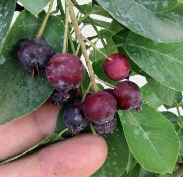 楽天市場 ジューンベリー 7号 苗木 J04 千草園芸