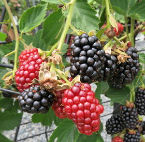 苗 ブラックベリー 植木 盆栽の人気商品 通販 価格比較 価格 Com