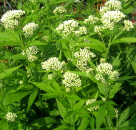 藤袴 フジバカマ　白花　3.5号苗