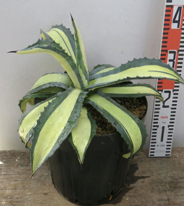 楽天市場】【現品】アガベ 那智の輝き（ナチノカガヤキ） 8号鉢植え  