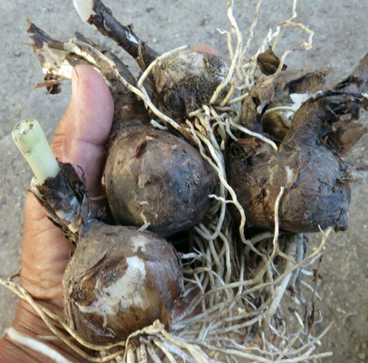 楽天市場 特大球 リコリス ラジアータ ヒガンバナ 彼岸花 5球入り 千草園芸