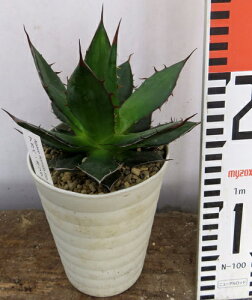 観葉植物 アガベ 4号の人気商品 通販 価格比較 価格 Com