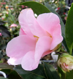 現品　椿（ツバキ）数奇屋雲竜（スキヤウンリュウ）　8号接木苗T123