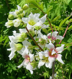 楽天市場 珍しい 花 の 苗 カラーシルバー 植木 ガーデニング 農業 花 ガーデン Diyの通販