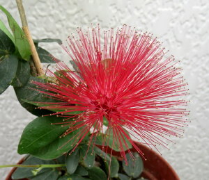 퍇̖(REClmL) 4c(h22)