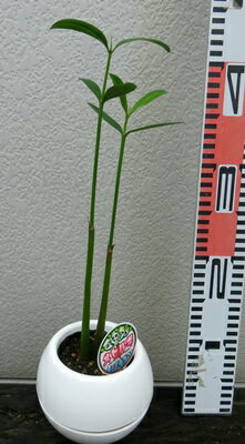 楽天市場 マングローブ メヒルギ苗 H27 千草園芸