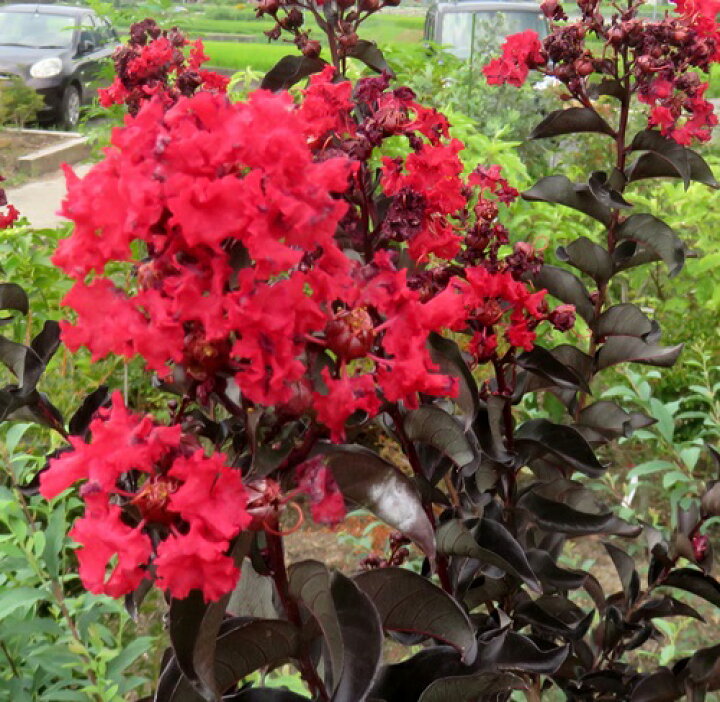市場 花木 庭木の苗 ブラックリーフダイヤモンド 百日紅 サルスベリ