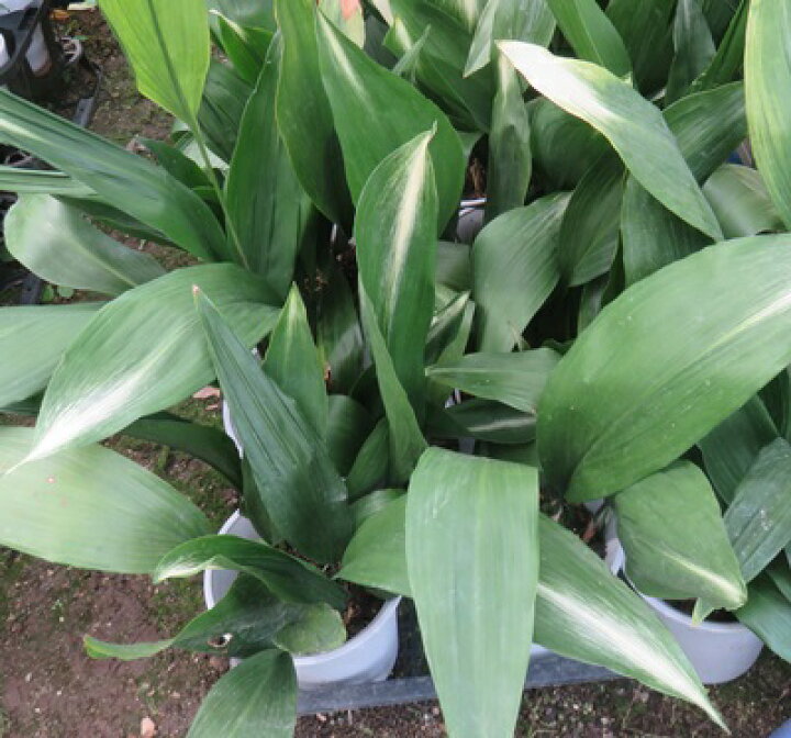 楽天市場 旭ハラン アサヒハラン 5号植え H42 千草園芸 楽天市場 旭ハラン アサヒハラン 5号植え H42 千草園芸