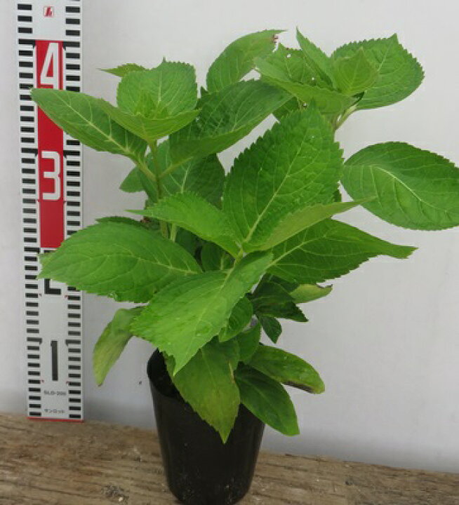 楽天市場 アジサイ 霧島の恵 4号苗 D01 千草園芸 楽天市場 アジサイ 霧島の恵 4号苗 D01 千草園芸