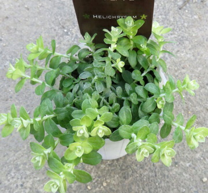 楽天市場 ヘリクリサム ライムミニ 2 5号苗 H21 千草園芸