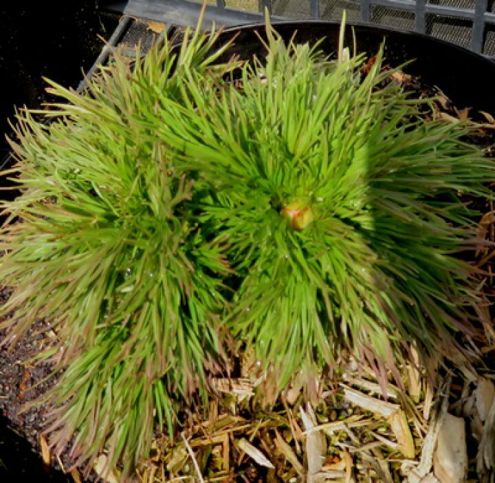 楽天市場 芍薬 シャクヤク 糸葉芍薬 イトハシャクヤク 6号苗 千草園芸