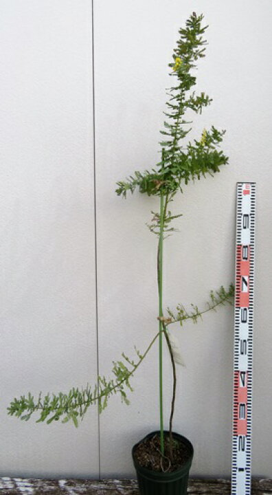 楽天市場 ミモザアカシア ギンヨウアカシア 苗木 現品発送 6号鉢植え4011 A10 千草園芸