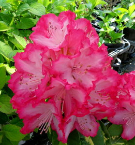 萼mVNiQ@vWfg[Yxg@5A@c؁id06j