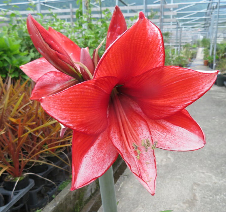 楽天市場 ジャンボアマリリス カリスマ 6号セラアート鉢植え 千草園芸