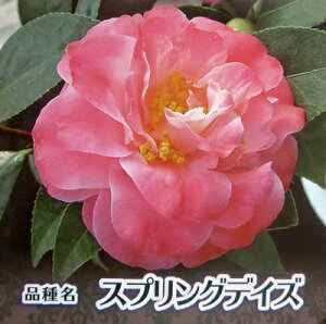 i@ցicoLjXvOfCY@8ڂؕcT121