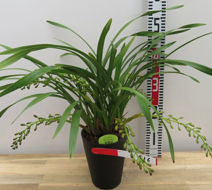 楽天市場】現品 キンリョウヘン（金稜辺）5号鉢植え 花芽8本立ち516(h4 