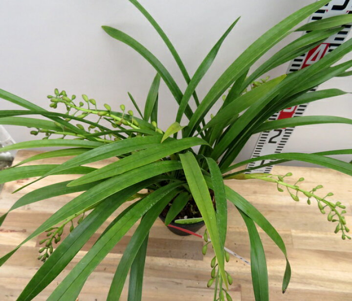 楽天市場】現品 キンリョウヘン（金稜辺）5号鉢植え 花芽8本立ち516(h4 