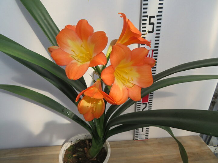 楽天市場】現品 クンシラン(君子蘭) 細葉タイプ 5号鉢植え : 千草園芸