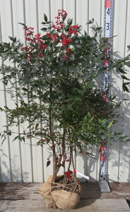 yizԓV(AJie)@c 劔@1.2m 1252