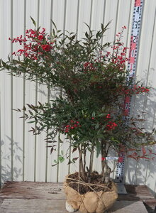 yizԓV(AJie)@c 劔@1.2m 1251